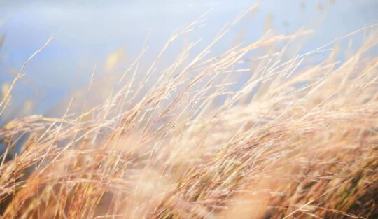 The wind blows naturally 